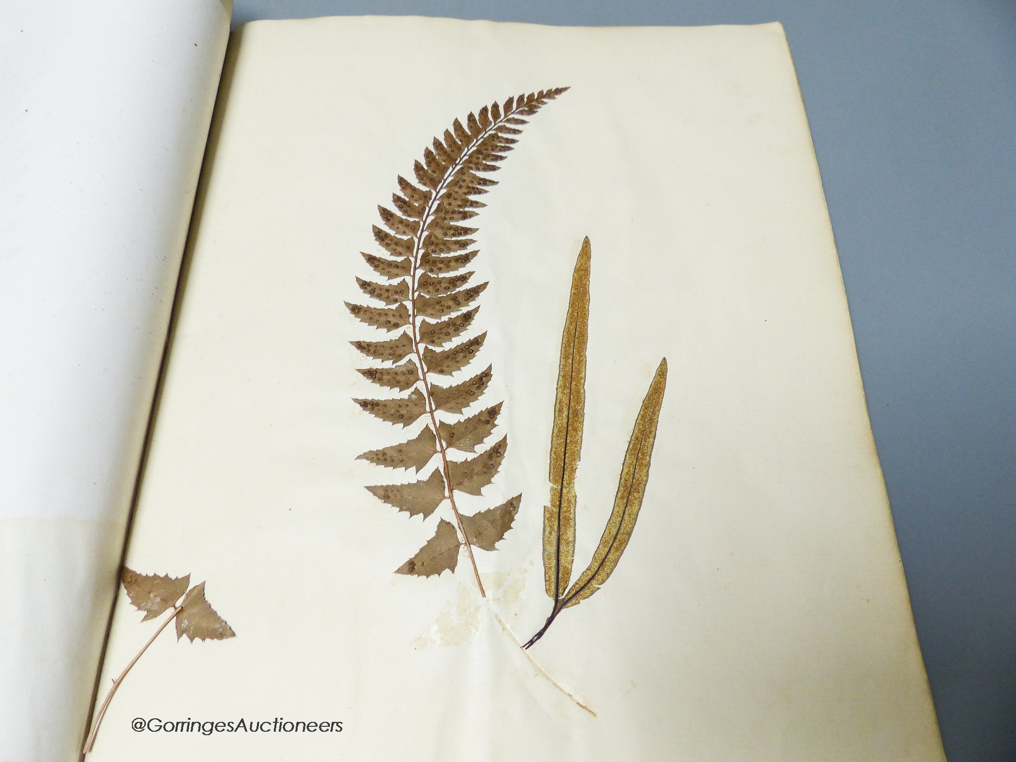 Early 20th century album of pressed fern specimens and leaves